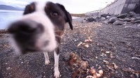 dog1.jpg