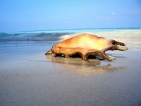 Ракушка.jpg (50.39 КБ) 12278 просмотров Ракушка.jpg